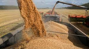 Unloading Grain 